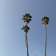 palm trees against blue sky