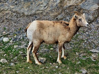 mountain goat on a rock