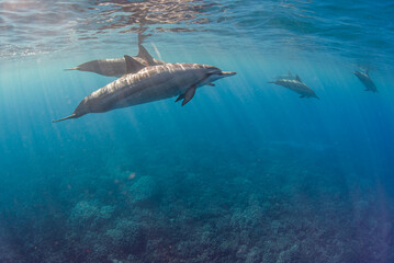 Fototapeta premium Pod of dolphins swimming near surface of ocean with rocky reef below