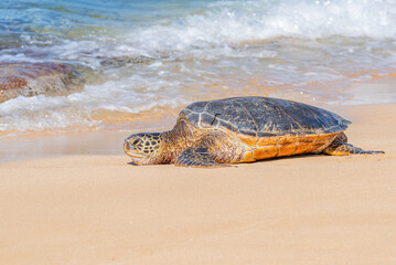 Sea turtle resting on tropical sandy beach near ocean and surf