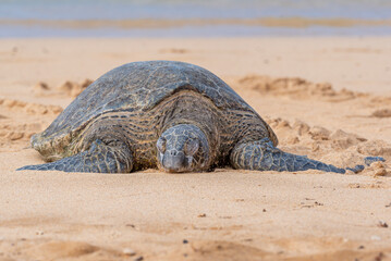 Green sea turtle sleeping on sandy beach near ocean