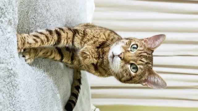 Bengal cat sitting on the bed in the bedroom, kneading, pushing out, and pulling in his paws. Vertical video