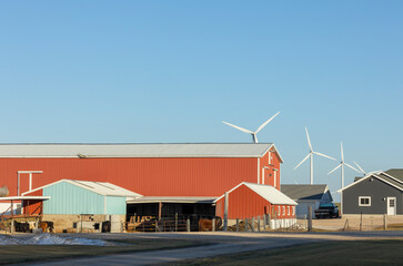 Obraz premium A farmyard with cows and a red barn with wind turbines in the background on a clear day.