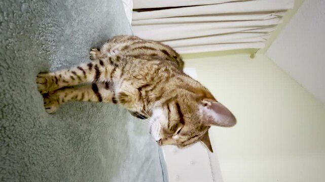 Bengal cat sitting on the bed in the bedroom, kneading, pushing out, and pulling in his paws. Vertical video