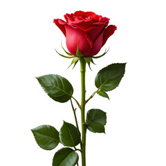 Fototapeta premium Red Roses flower