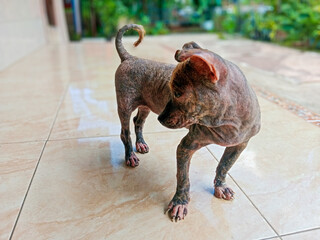 A sick dog without fur infected with itching, ringworm, fungus, scabies, and other skin diseases...