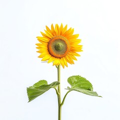 Obraz premium Vibrant sunflower with green leaves against a white background.