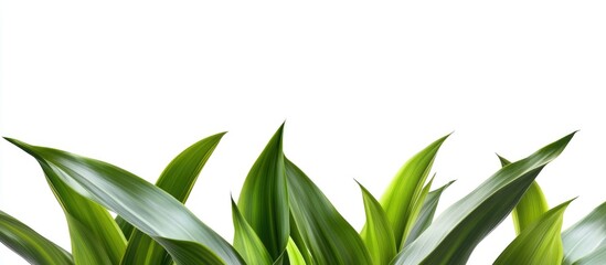 Fototapeta premium Lush green plant leaves creating a vibrant natural accent against a clean white background for interior design and decor inspiration