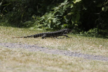 lagarto Overo