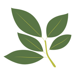 Tropical Leaf Element. Exotic Leaf Plant and Flower. Vector Cartoon Illustration