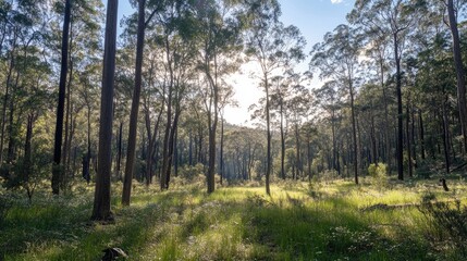 Fototapeta premium Controlled Burns in Dense Forests Enhancing Herbaceous Plant Growth and Sunlight Exposure Through Ecological Management Techniques