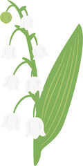Lily of the valley, Convallaria majalis