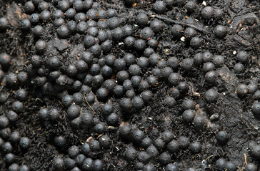 黒色火薬の粒のようなカタツブタケ属キノコの群体（ストロボ＋生物マクロ撮影）