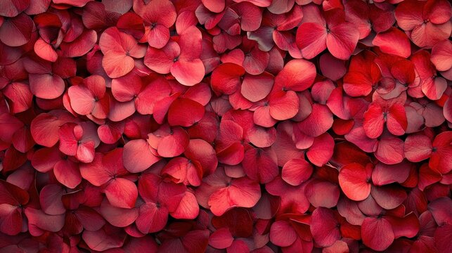 Deep red hydrangea petals densely packed. Ideal for backgrounds, textures, or Valentine's Day designs.