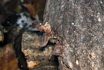 伐採林の朽木から誕生する天然野生シイタケの赤ちゃん（幼菌・自然光＋ストロボ、マクロ接写）