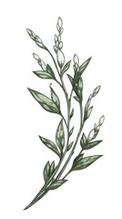 Fototapeta premium Elegant Botanical Illustration of Delicate Flowers and Leaves