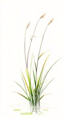Serene Grass in Still Water: A Peaceful Botanical Illustration
