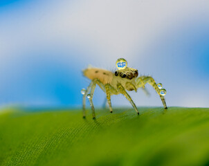 Happy new year 2025 
Welcome 2025 written in a water dew drop on a spider 