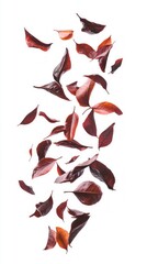 Obraz premium Autumn Leaves Falling in Motion - A Stunning Nature Scene