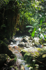 A serene forest stream flows gently over mossy rocks, bathed in dappled sunlight filtering through the lush canopy.