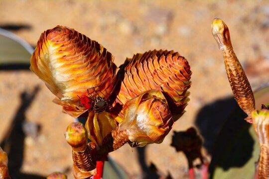Detail of Welwitschia mirabilis cones ("living fossil", named after Austrian botanist Friedrich Welwitsch) - dioecious plant endemic to the Namib desert (west of Khorixas near the C39 road, Namibia)