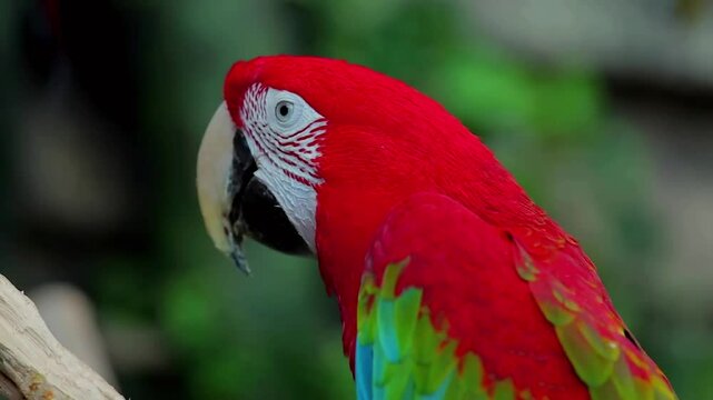 red and yellow macaw 4k video NO COPYRIGHTS 
