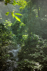 A sunbeam pierces through the dense foliage of a lush, tropical forest, illuminating a winding stream and casting a magical glow.