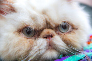 gato