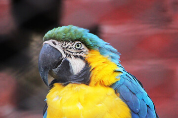 guacamaya ararauna