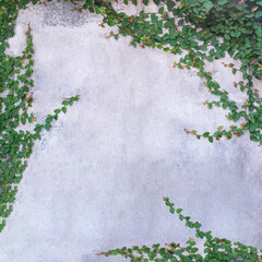 Ivy growing on the cement wall