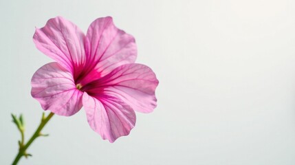 Fototapeta premium A Delicate Pink Flower with Veined Petals Against a Soft White Background