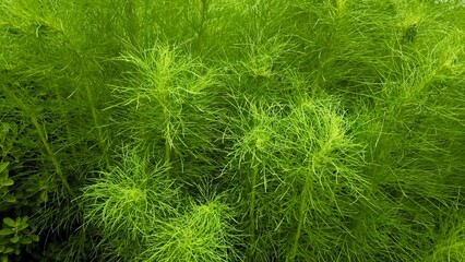 Green leaves for background