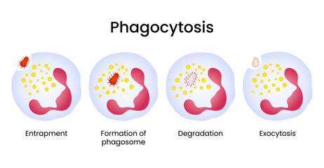 Diagram of the Phagocytosis Process