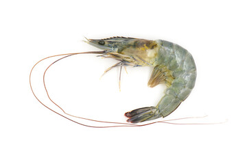 shrimps on white background