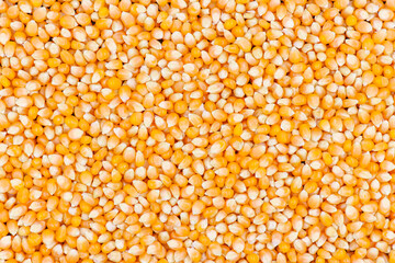 Texture of yellow maize or corns seed grains.Corn is a plant that provides very high carbohydrates.Control blood sugar levels to be stable.