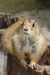 Single Prairie Dog in ZOO