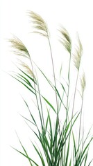Naklejka premium A Stunning Display of Lush Green Grass in Nature's Embrace. An Exquisitely Detailed Close-Up of Vibrant Flora. A Breathtaking View of Wild Meadow Plants