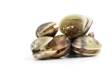Closed up fresh baby clams, venus shell, shellfish, carpet clams, short necked clams, as raw food from the sea are the seafood ingredients. fresh clams isolated on white background.