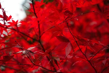 赤く染まるモミジの煌めき