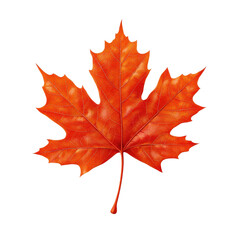 Fototapeta premium Vibrant Red Maple Leaf on Dark Background