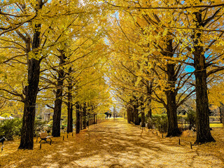 A breathtaking view of a ginkgo garden, where vibrant golden leaves blanket the ground and shimmer...