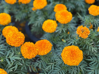Bright orange marigold flowers in full bloom, standing out vividly against a backdrop of lush green foliage.