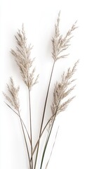 Fototapeta premium Delicate Dried Grass Arrangement: A Minimalist Botanical Still Life