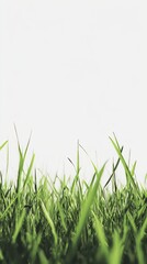 Fototapeta premium Close-up View of Lush Green Grass against a White Background - A Nature's Embrace