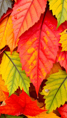 Fototapeta premium Vibrant Autumn Leaf Tapestry: Nature's Colorful Transition Captured in Detail, close-up, with white tones