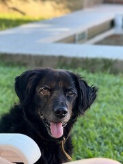 dog on the beach