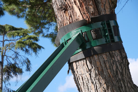 A beautiful view of a strong tree supported by green straps, under a bright blue sky.