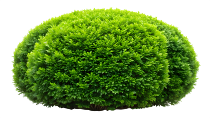 grass ball isolated on white background