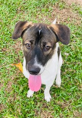 jack russell terrier