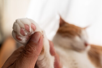 猫の足と触る飼い主　茶トラ白